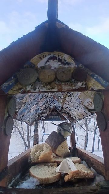 1000006413.mp4Жизнь кормушки.14.12.2025г.