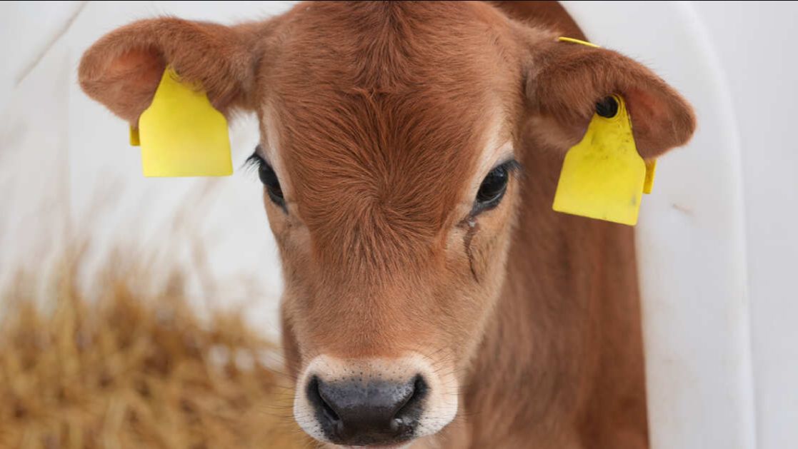 Французские фермеры повесили труп теленка перед бывшим офисом главы Минсельхоза