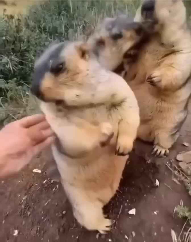 Подпишись 👉 https://kamennyi-zver.ru/