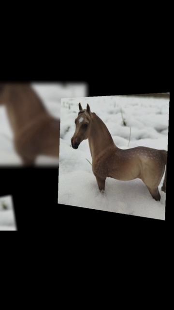 Самые прикольные фотки лошадей которые я видела😍