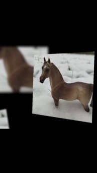 Самые прикольные фотки лошадей которые я видела😍