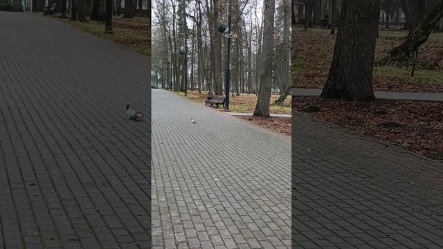 Белки шалят