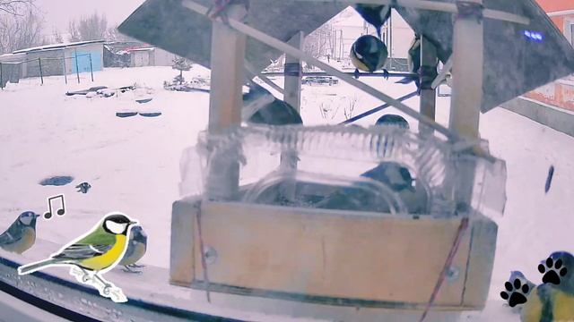 Синиц все больше в кормушке 🐦⬛
