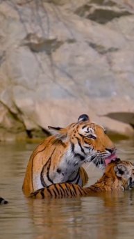 Мама-тигрица – это не только грозный хищник, но и невероятно заботливая мама