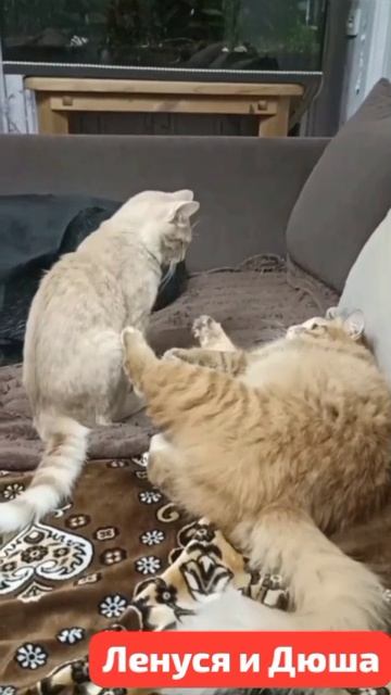 Две Звёздочки. Горят ярко Любовью и Счастьем..