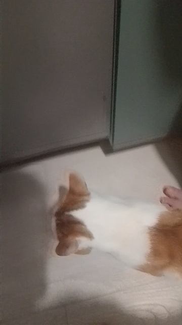 смотрю на котика