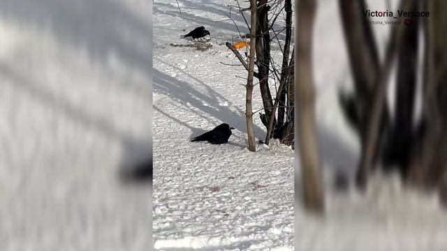 Голуби и птицы зимой ❄️❄️👍#птицы