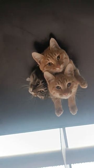 Хорошо устроились