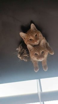 Хорошо устроились