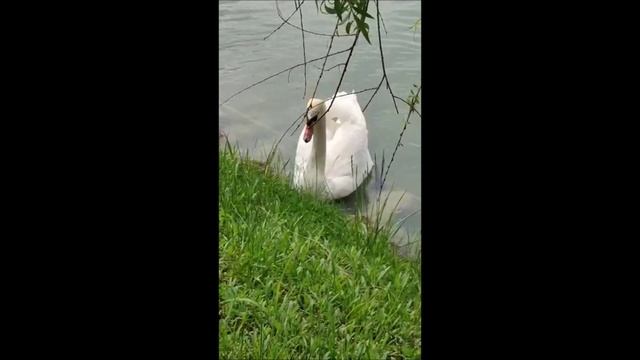 В парке замка Шато-Эркен (Кабардино-Балкария, Нальчик). Июнь, 2025 г.