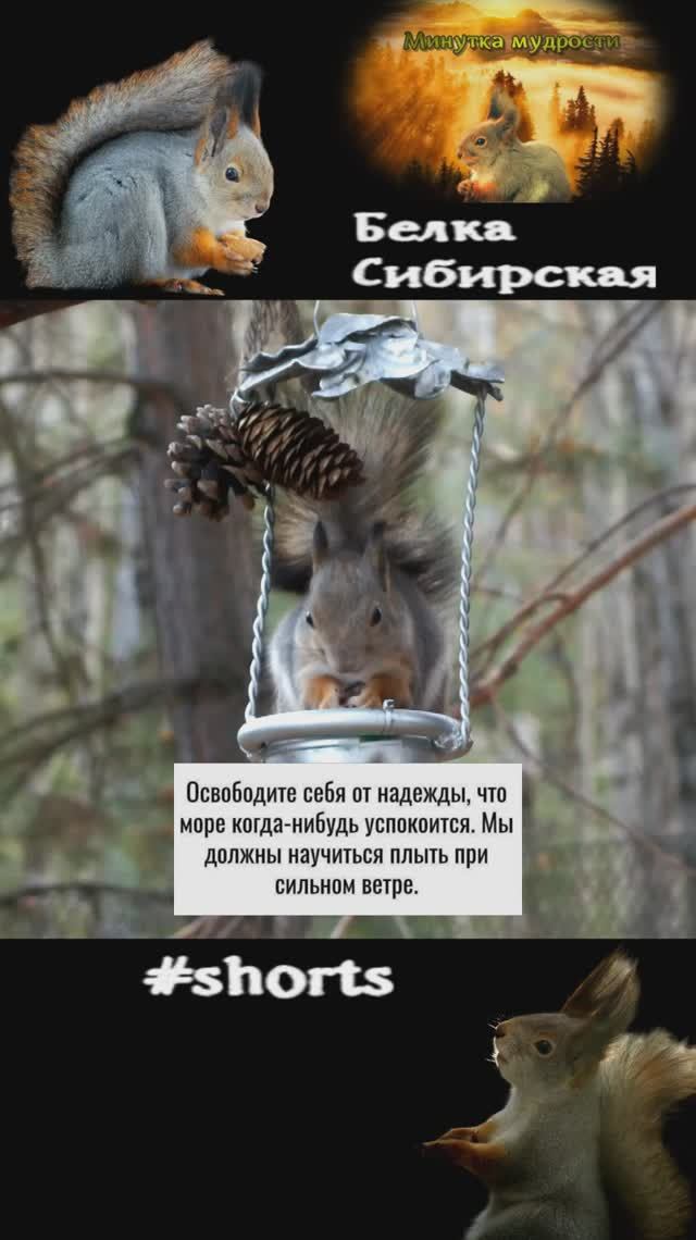 Белка спокойно ест на кормушке