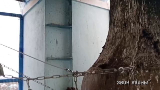 Герасим Волков, колокольный звон в храме Покрова Пресвятой Богородицы, с.Недельное, Калужская обл.