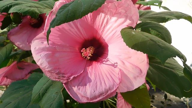 ВИДЕО ПВН ББ (903)