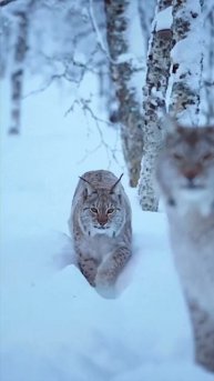 Рыси прекрасны в любое время года ❤️