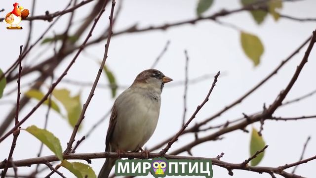 Мир птиц – красота и грация пернатых созданий Природы 🦩🦚🦜 Выпуск (418) 🦉🐦🐤