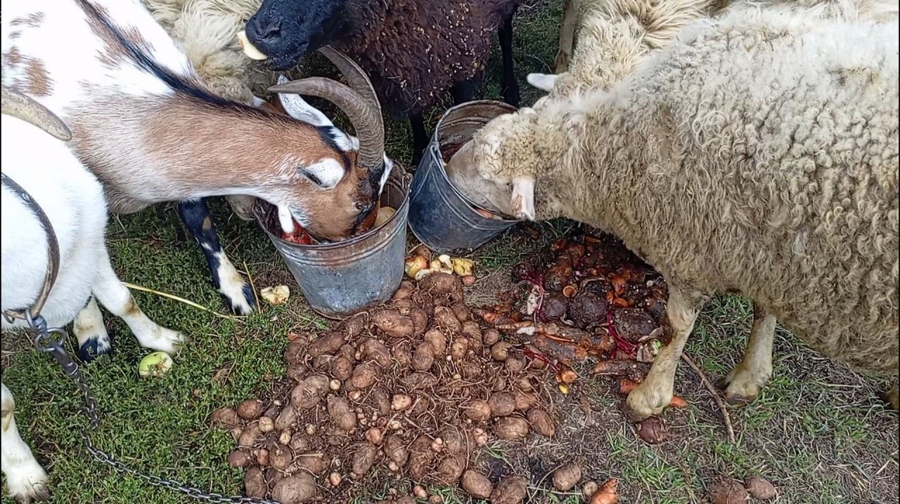 БОЛЬШОЕ ПОЕДАНИЕ 🍏ЯБЛОК ГРУШИ 🍐 МОРКОВИ 🥕КАРТОШКИ 🥔 СВЁКЛЫ 🌰 БАРАНЫ И КОЗЫ ЕДЯТ