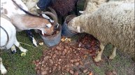 БОЛЬШОЕ ПОЕДАНИЕ 🍏ЯБЛОК ГРУШИ 🍐 МОРКОВИ 🥕КАРТОШКИ 🥔 СВЁКЛЫ 🌰 БАРАНЫ И КОЗЫ ЕДЯТ