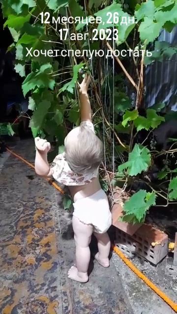 12 мес.,26 Спелую хочет достать.(17 авг.2023).mp4