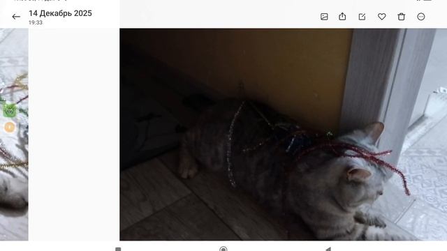 Зднем рождения кошки 🎉.mp4