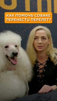 Как помочь собаке перенести перелет?