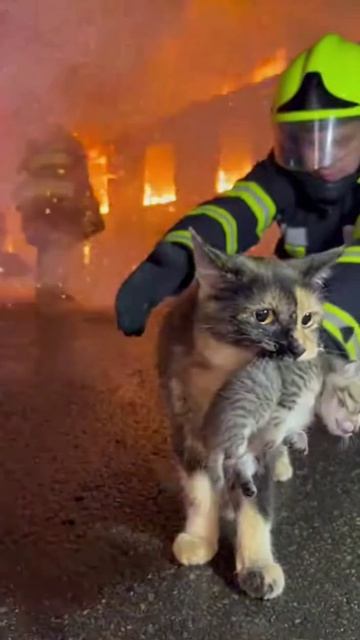 Спасение 🐈