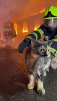 Спасение 🐈