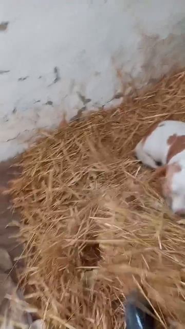 История:сено привезли!!!👍