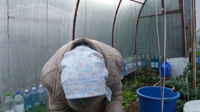 РАССАДА в ТЕПЛИЦЕ. Бабушка Таня!