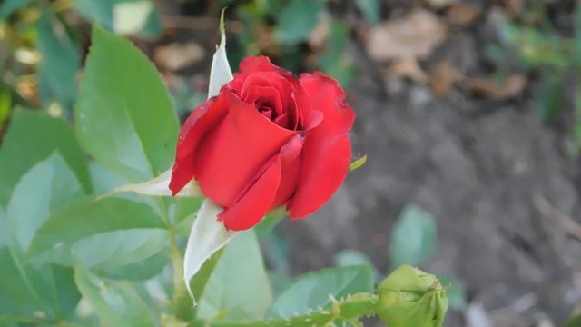 ВИДЕО ПВН ББ (907)