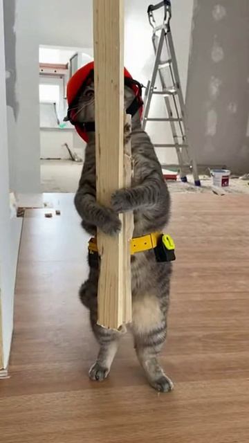 котята в ремонте