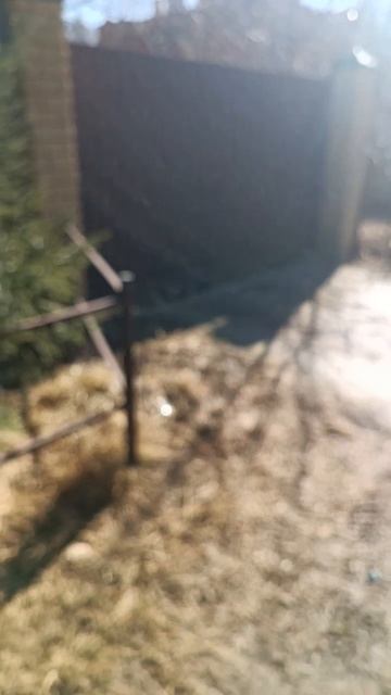 Бросаю колбасу собаке за забор. 20 марта 2025