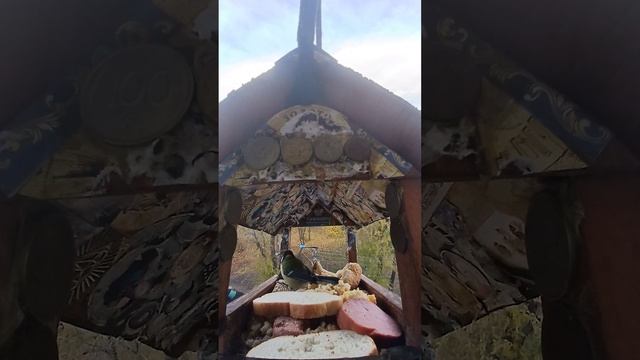 1000004221.mp4Кормушка.14.12.2025г.