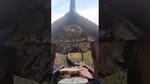 1000004221.mp4Кормушка.14.12.2025г.