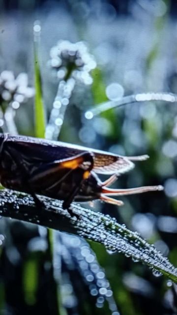 Обитатели и голоса дикой природы😮😳#Shorts