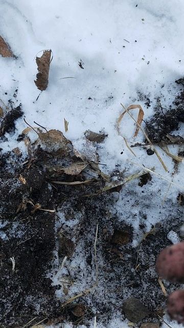 Коп по зиме