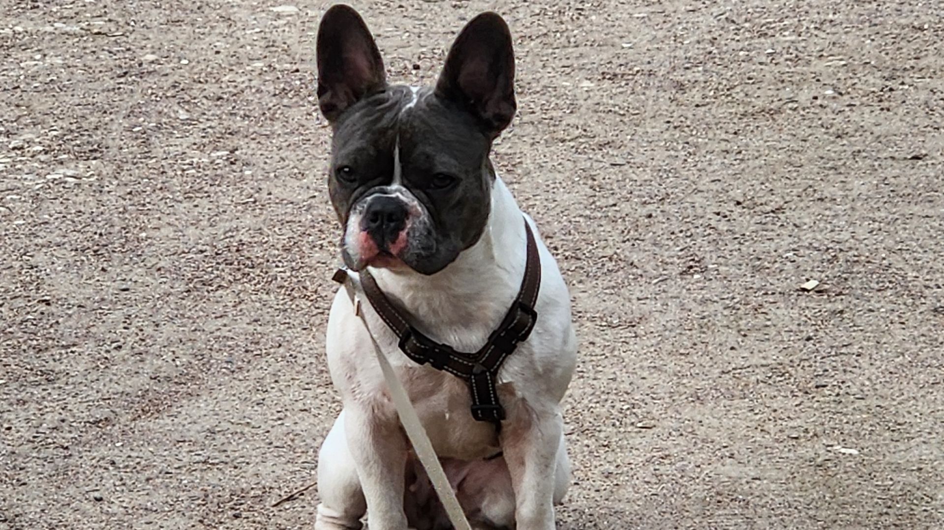 Французский бульдог ДЕСИ. 15 декабря 2025 год - День рождения/ 2 годика.