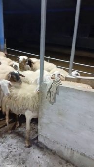 Овцы идут на доение на два зала. Овцы выбирают Доильный зал Sylco Hellas