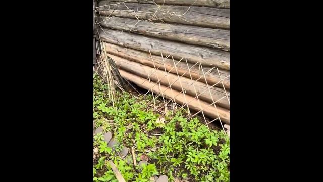 Серия 2. Первый просмотр дома в самом большом садоводстве Ленинградской области.