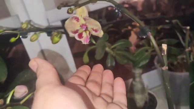 Что купила для орхидей. Не хочу больше молчать -  и не буду!!! Накипело.