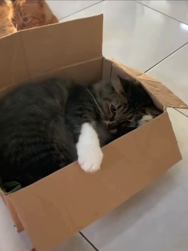 Дамочька, ето частное коробковое, хватет тянуть зогрубещие руке!!!!!!!!!