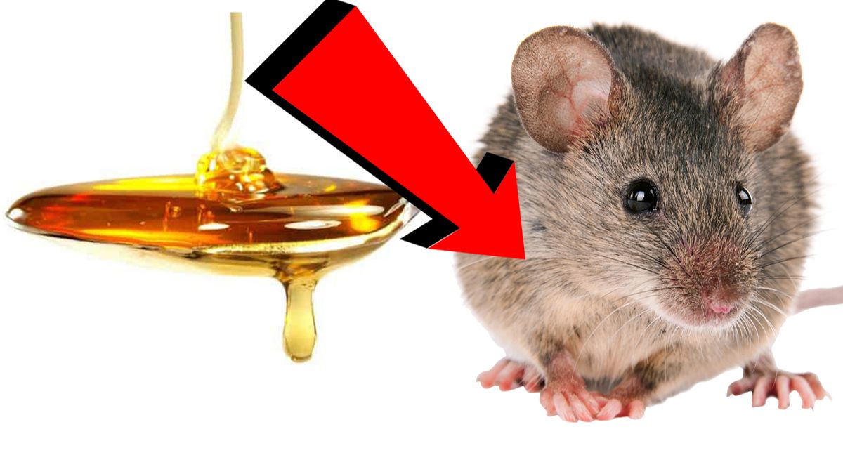 Как избавиться от мышей и крыс навсегда За 1 минуту.....