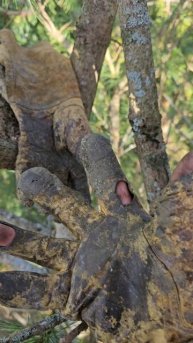 Рабочие перчатки обрезчика