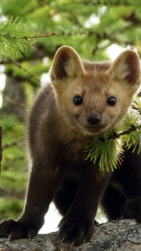 Победа любой ценой!😆