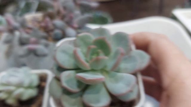 Обзор суккулентов| Моя коллекция ●●●
