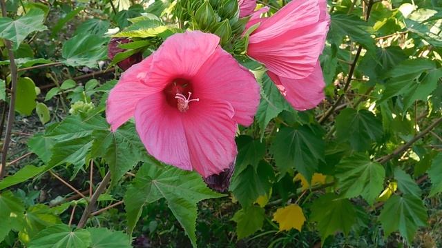 ВИДЕО ПВН ББ (918)