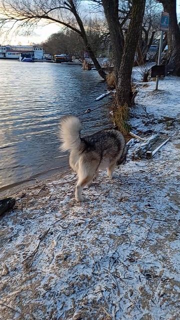 Маламут в лучах заката 😍🐾🐻❤️ VID_20251213_151432