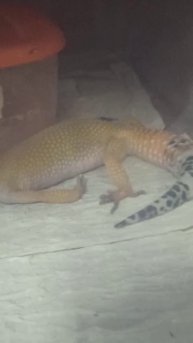 Прикол от малыша эублефара. 12 декабря 2025 г.