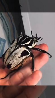 Сокровище Африки - Жук-Голиаф.