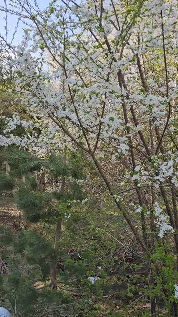 Цветение магнолии в Московской области