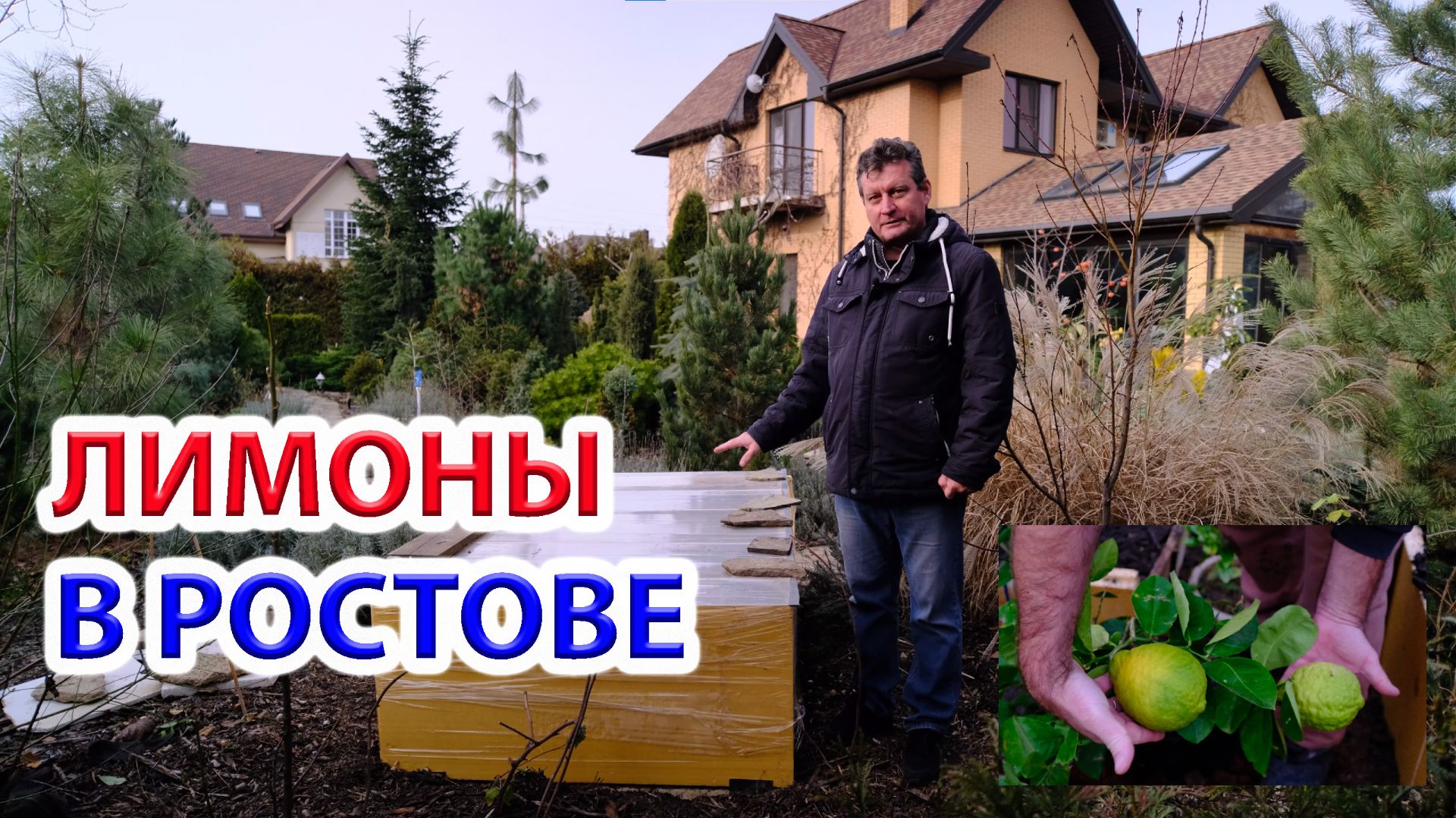 Выращивание лимона в Ростове-на-Дону в открытом грунте в траншее